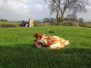 1377629_10151975442884850_896746392_n