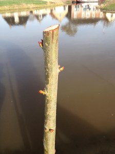 De wilgen lopen uit, zelfs de stokken op de hoek van de sloot