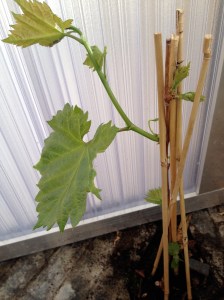 we hebben een druif geplant in de wintertuin