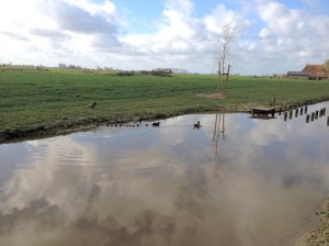 jonge eendjes genoeg
