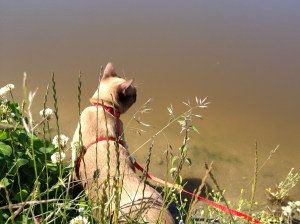 Poezen naar buiten, maar wel aan een tuigeje