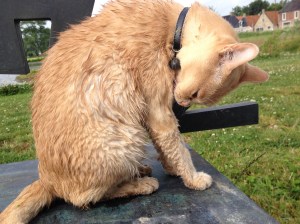 Je moet ook niet achter een kikker aanwillen...