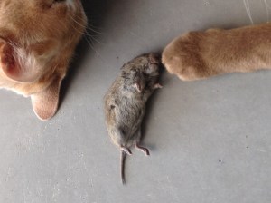 De eerste muis werd met trots binnengebracht