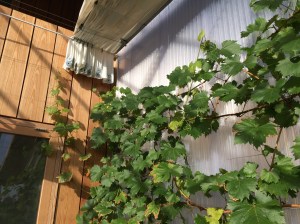 De druif is bezig met landjepik