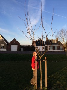 bomen meten, appelboom 1