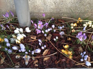 De eerste krokussen