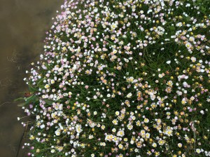 Invasie van Madeliefjes