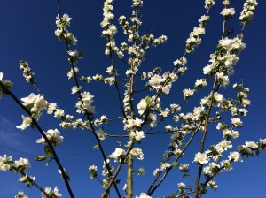 Veel appels in de maak