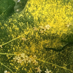 Aan stuifmeel geen gebrek