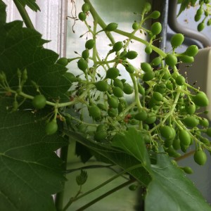 De druif begint vaste vormen aan te nemen