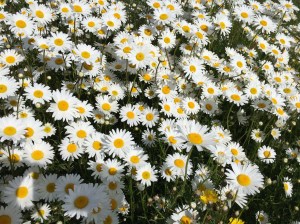 Duizenden margrieten