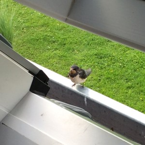 Terwijl ik werk vliegen de zwaluwen tot in het raam