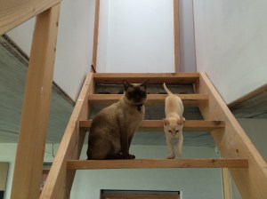 Onze nieuwe wervelwind