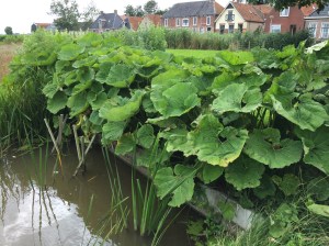 Het groothoefblad is eindelijk groot