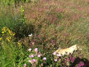 De paardenbak doet het goed
